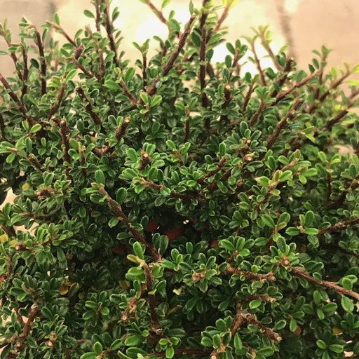 Cotoneaster m. 'Thymifolius' - 4 inch - The Garden Corner