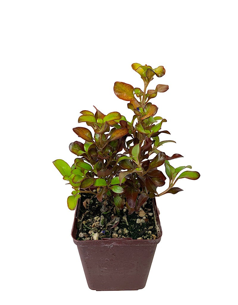 Coprosma 'Pina Colada'