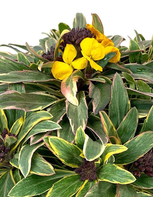 Erysimum 'Fragrant Star' 1 Gallon - The Garden Corner