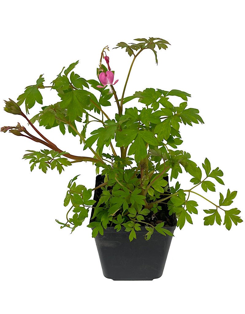 Dicentra spectabilis - The Garden Corner