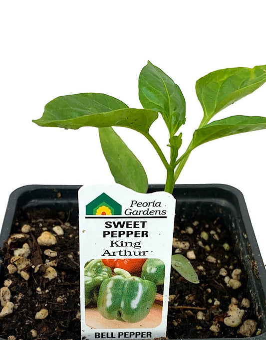 Pepper 'King Arthur' 4 inch - The Garden Corner