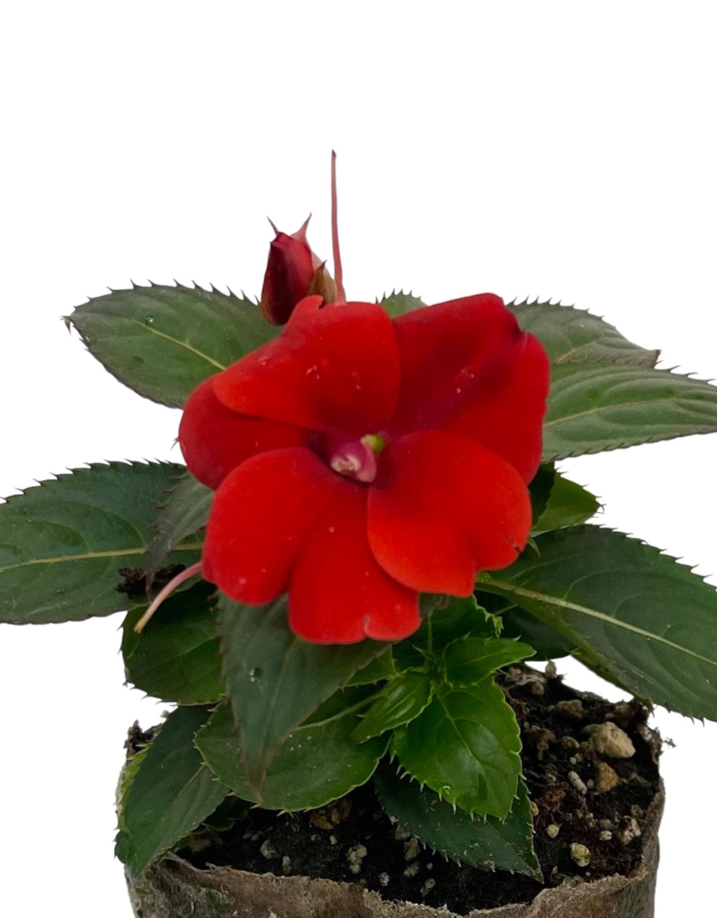 Sunpatiens 'Compact Red' - The Garden Corner