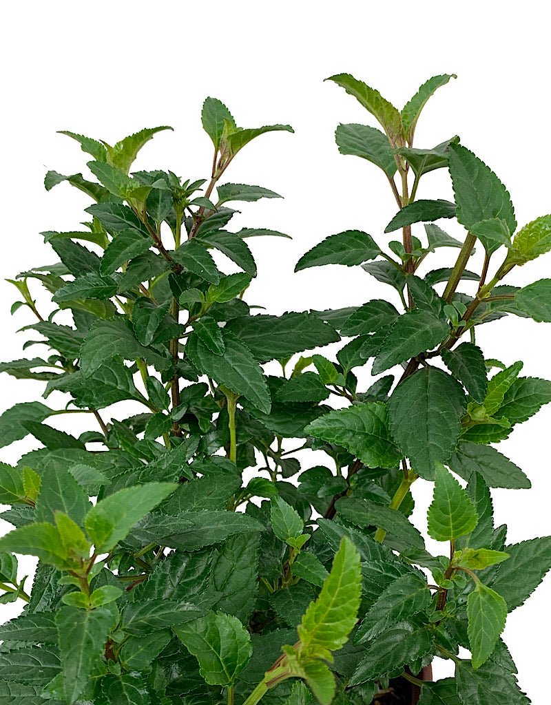 Phygelius 'African Queen' 1 gal - The Garden Corner