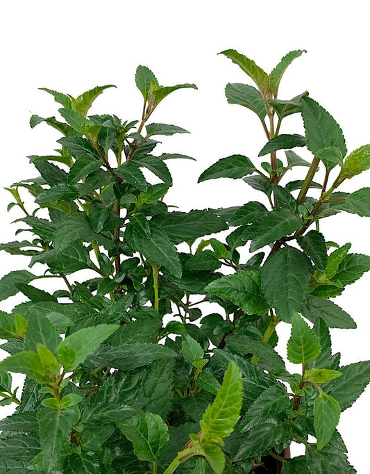 Phygelius 'African Queen' 1 gal - The Garden Corner