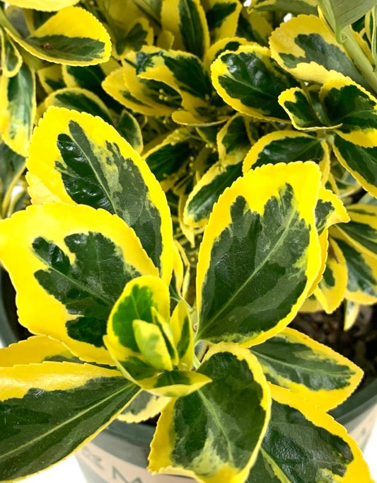 Euonymus j. 'Chollipo' 2 Gallon - The Garden Corner