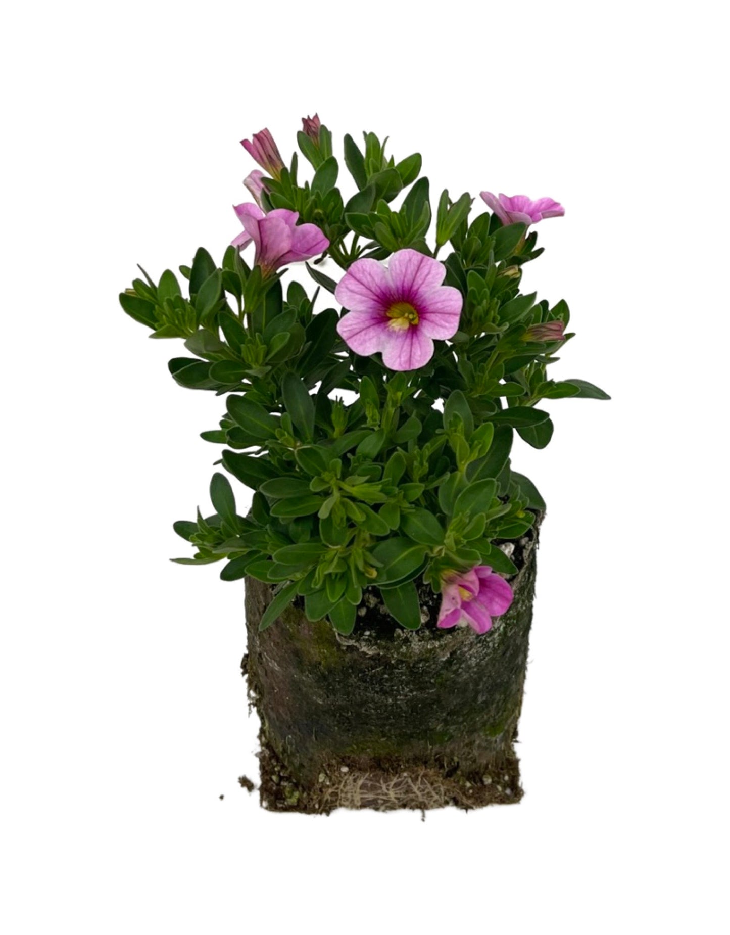 Calibrachoa 'Conga Pink 4 Inch