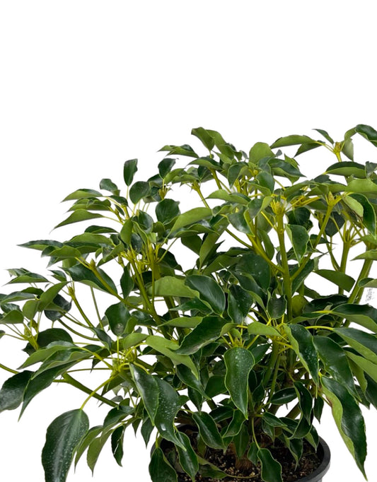 Trochodendron aralioides - The Garden Corner