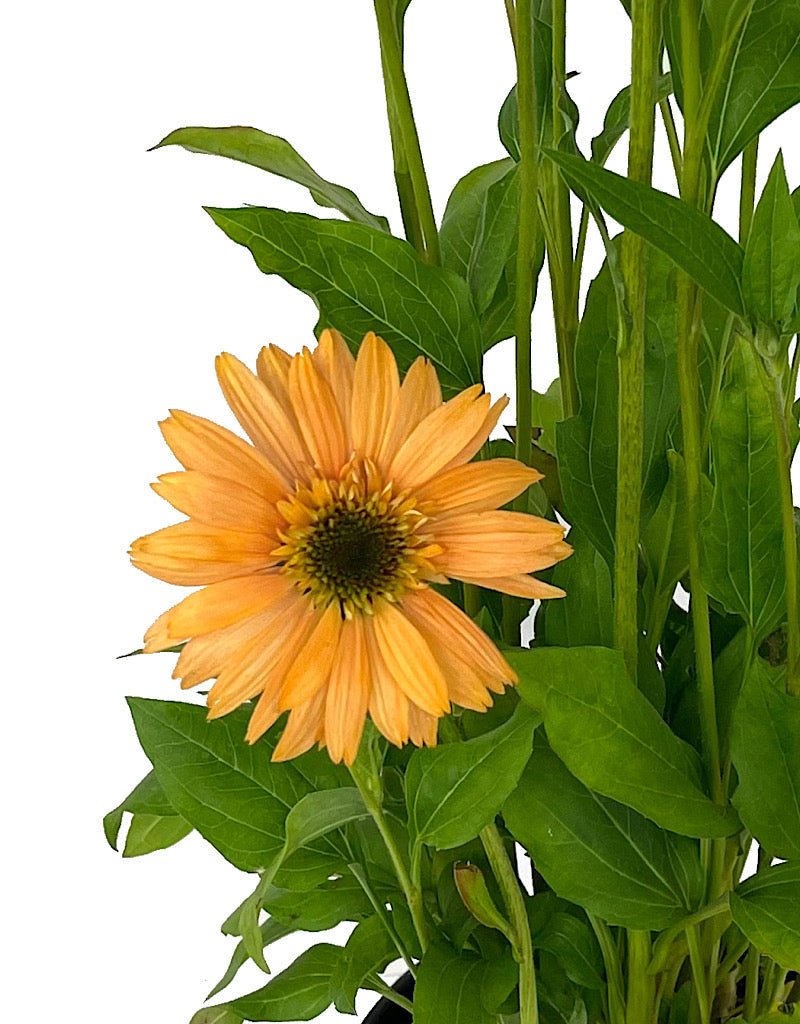 Echinacea 'Supreme Cantalope' 1 Gallon - The Garden Corner
