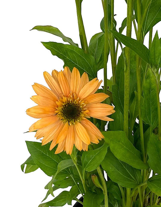 Echinacea 'Supreme Cantalope' 1 Gallon - The Garden Corner