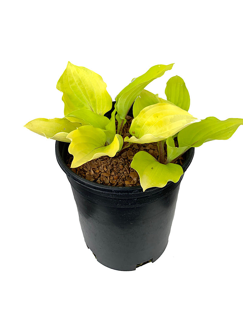 Hosta 'Fire Island'