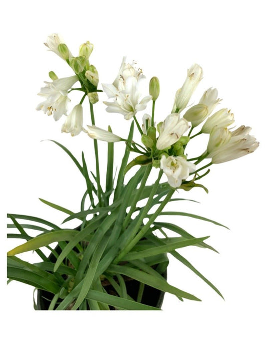 Agapanthus africanus 'Double Diamond' - The Garden Corner