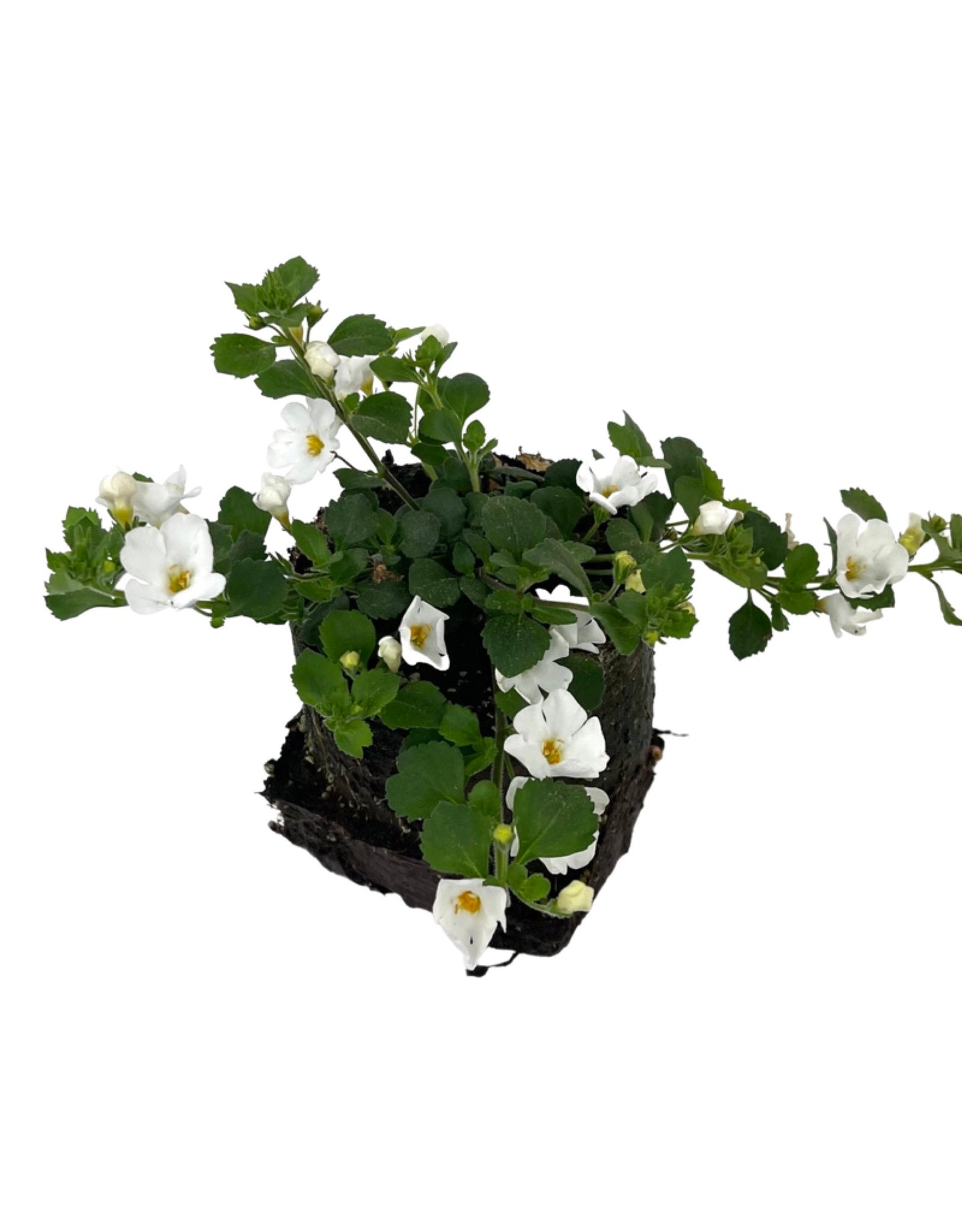 Bacopa 'Snowstorm Giant Snowflake'