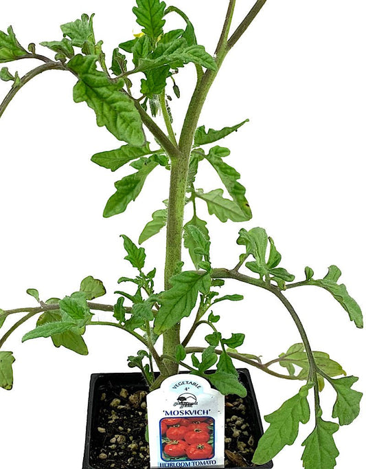 Tomato 'Moskvich' 4 Inch - The Garden Corner