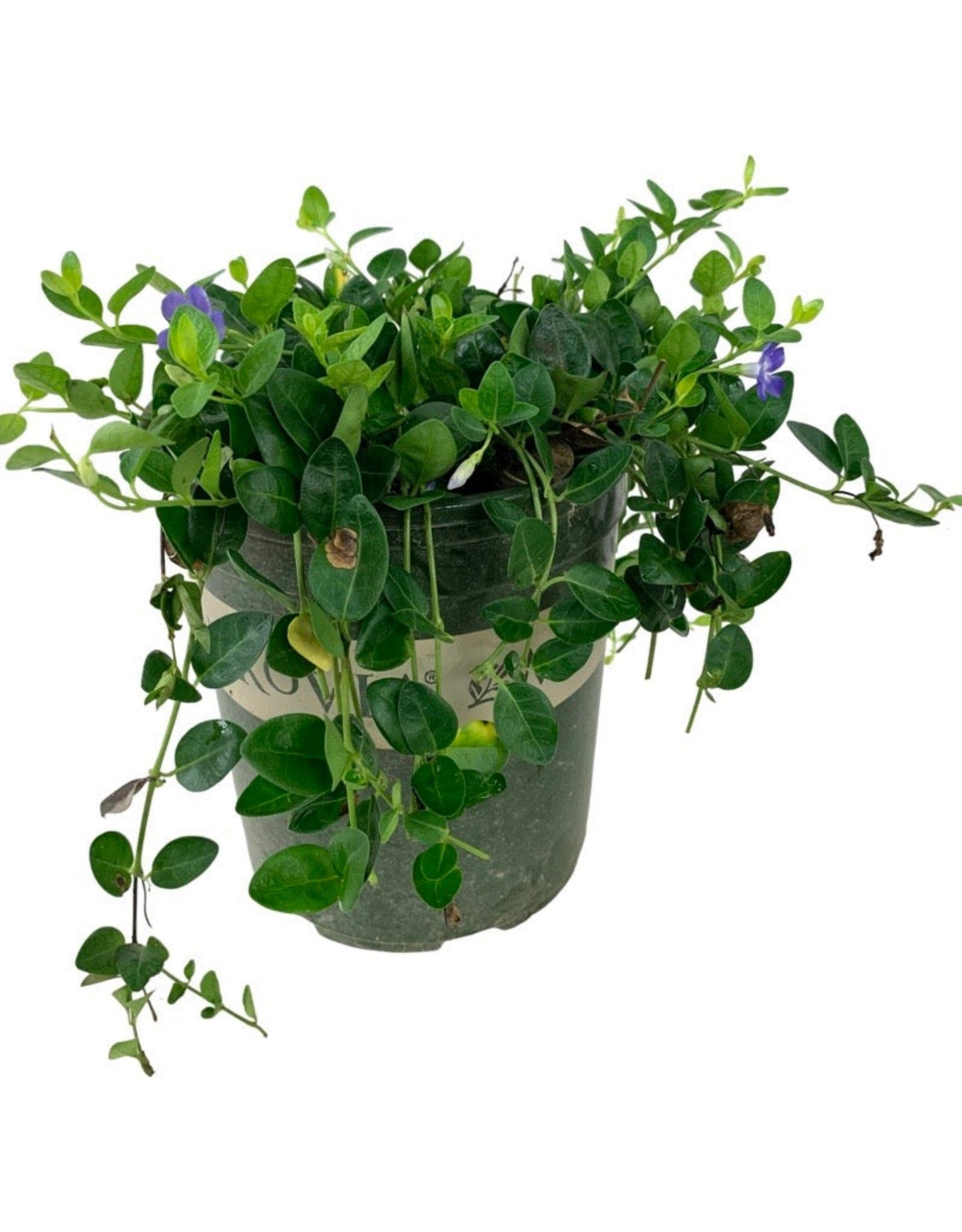 Vinca minor 'Bowles' - The Garden Corner