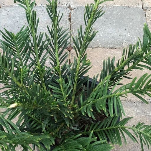Cephalotaxus harringtonia 'Duke's Gardens' 1 Gallon - The Garden Corner
