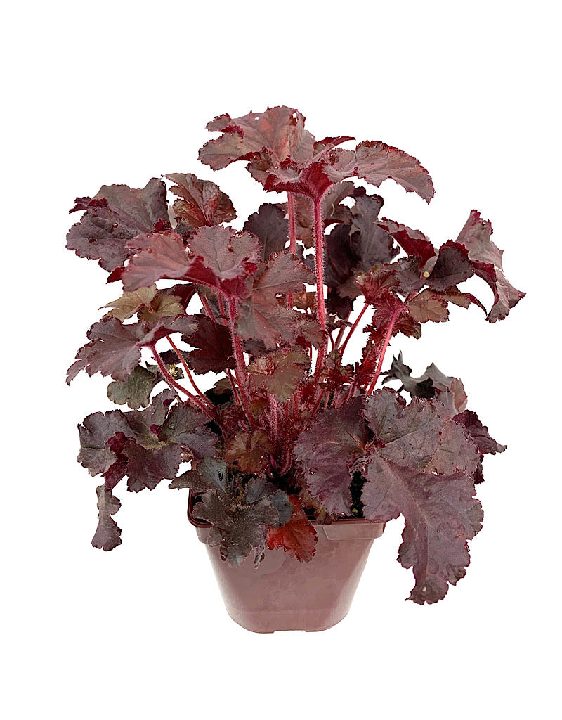 Heuchera micrantha 'Melting Fire'