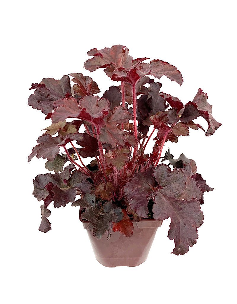 Heuchera micrantha 'Melting Fire' - The Garden Corner