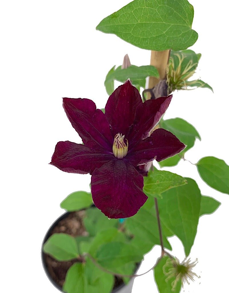 Clematis 'Rouge Cardinal' 1 Gallon - The Garden Corner