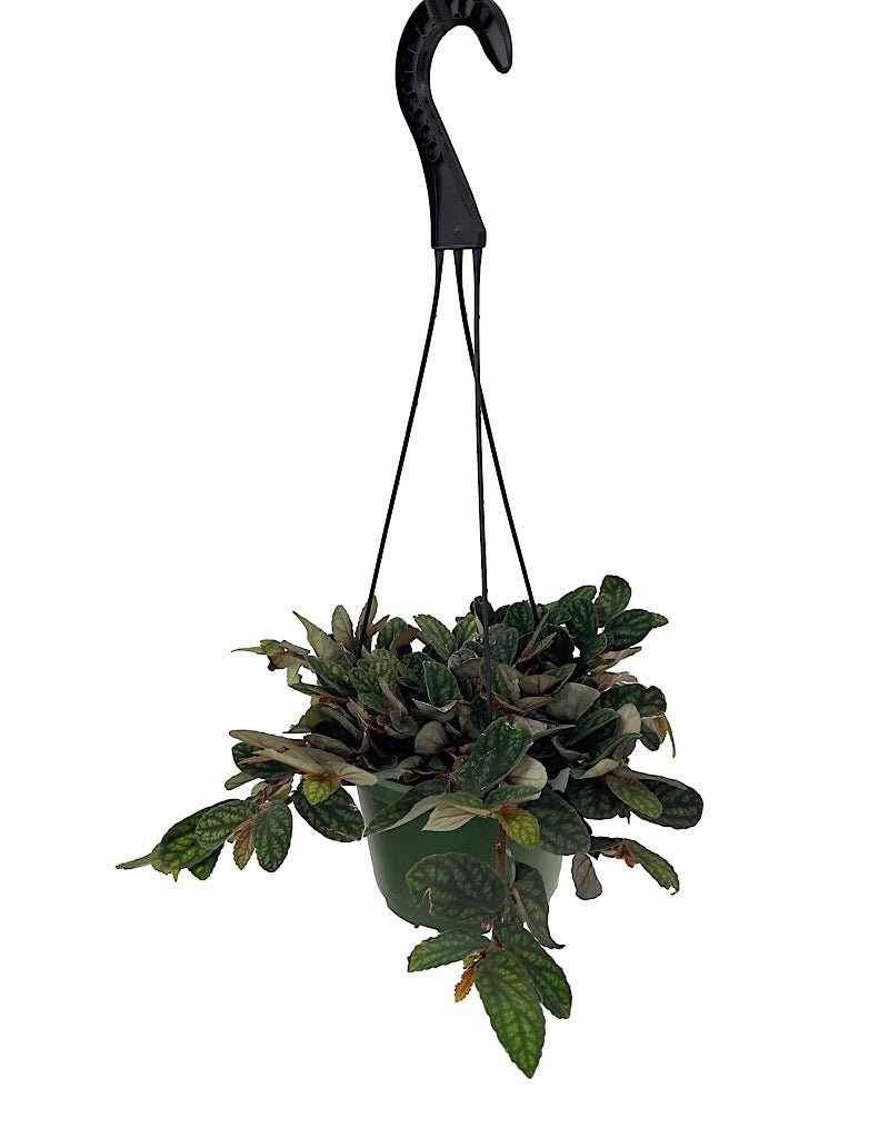Pellionia pulchra 6 Inch Hanging Basket - The Garden Corner