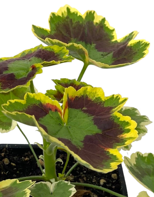Geranium Fancy Leaf 'Tricolor' - The Garden Corner