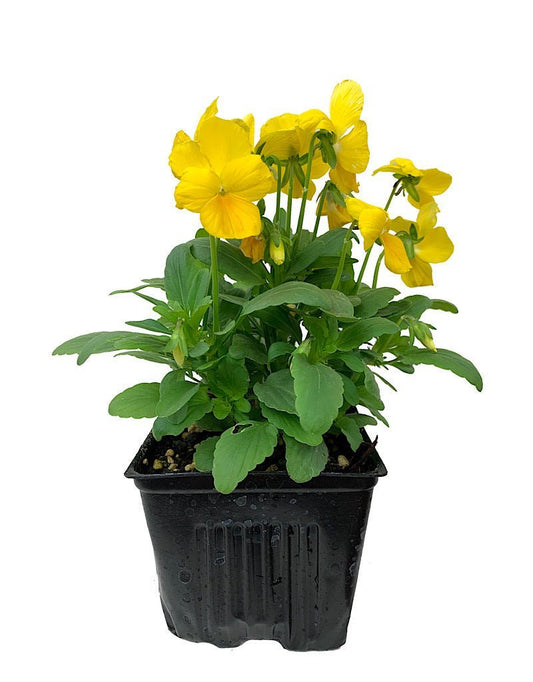 Viola - The Garden Corner