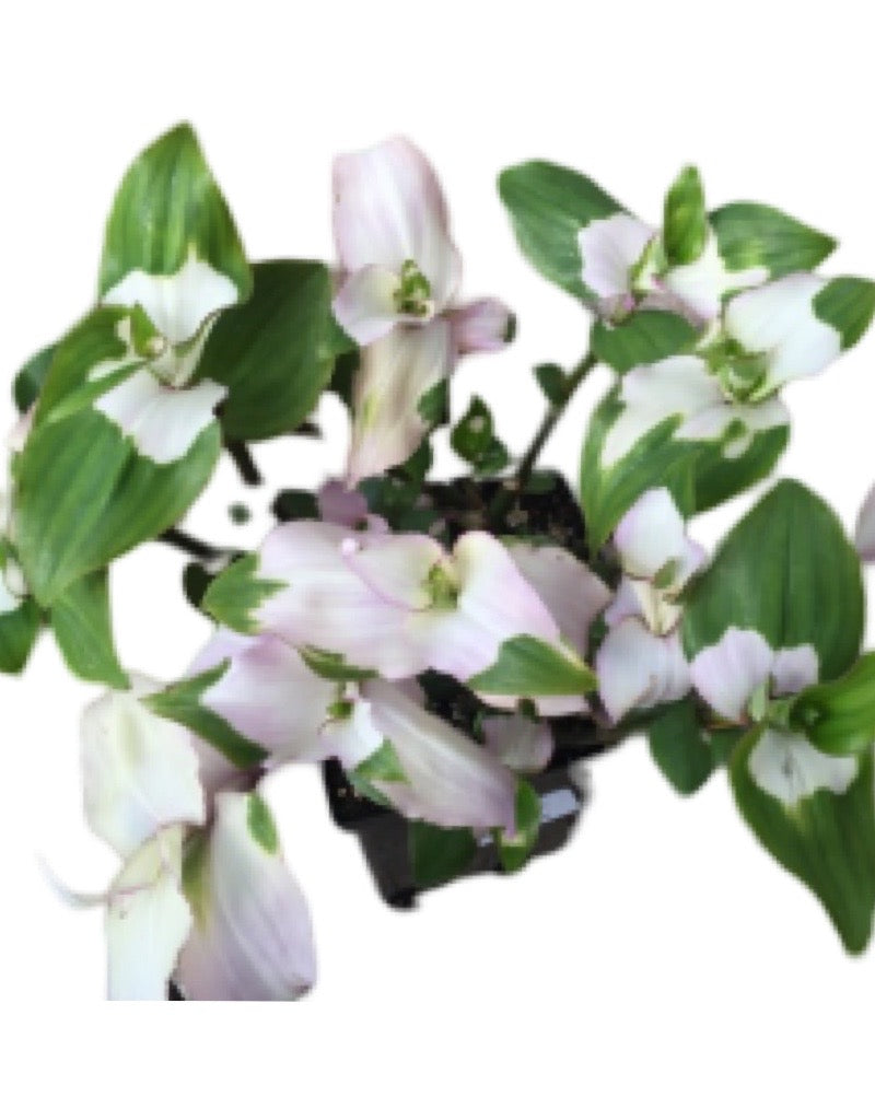 Tradescantia x andersoniana 'Blushing Bride' Quart