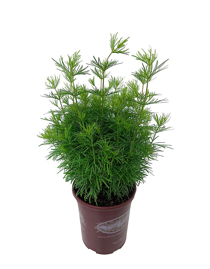 Coreopsis verticilliata 'Zagreb'