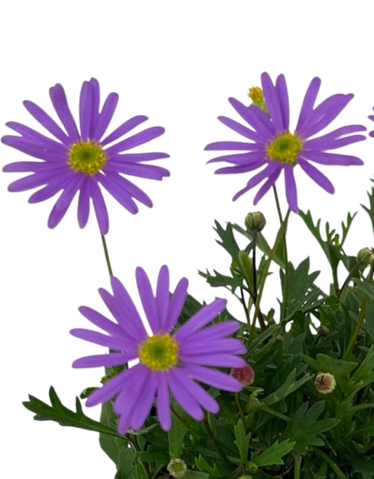 Brachyscome 'Brasco Violet' - The Garden Corner