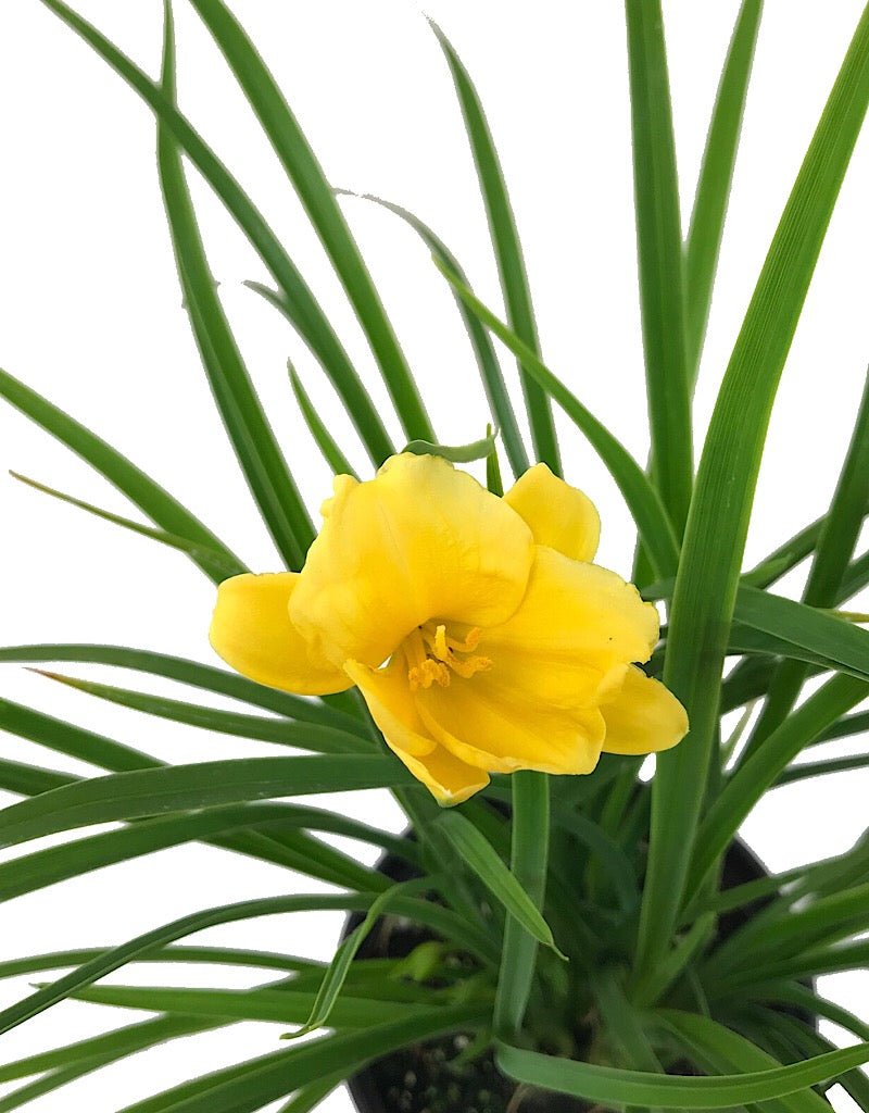 Hemerocallis 'Stella de Oro' - The Garden Corner