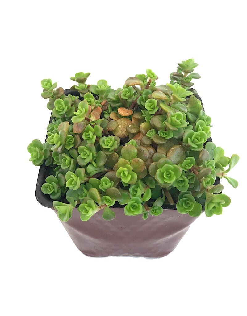 Sedum makinoi 'Limelight' - Perennials