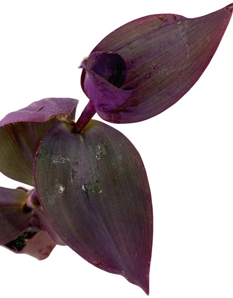 Tradescantia 'Godzilla' 4 Inch - The Garden Corner