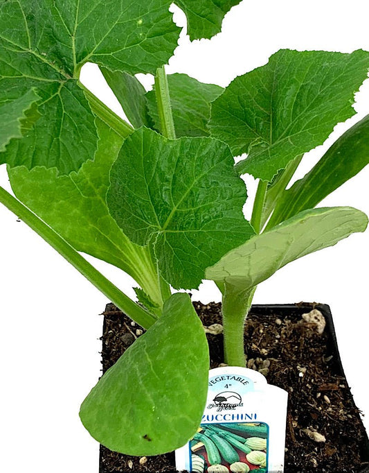 Squash 'Zucchini' - The Garden Corner