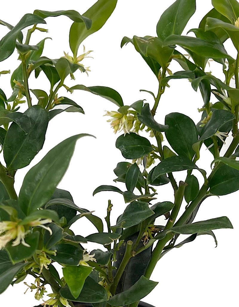 Sarcococca ruscifolia - The Garden Corner