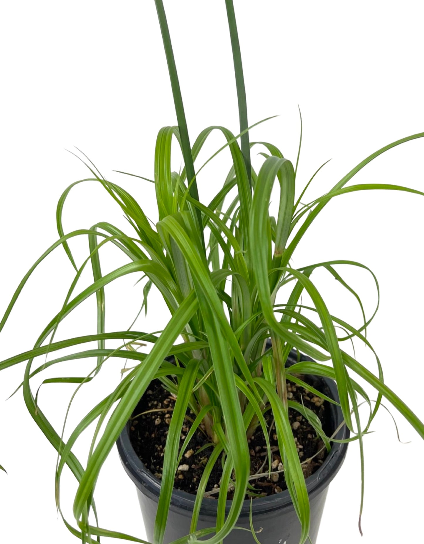 Cyperus papyrus 'King Tut'