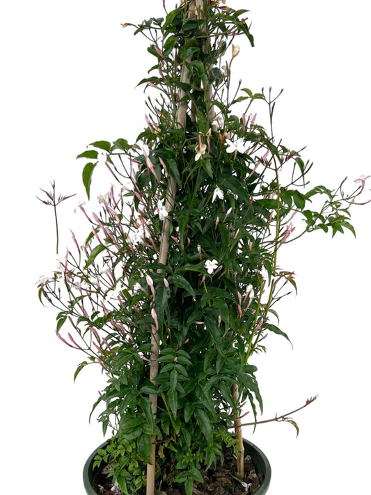 Jasminum polyanthum - The Garden Corner