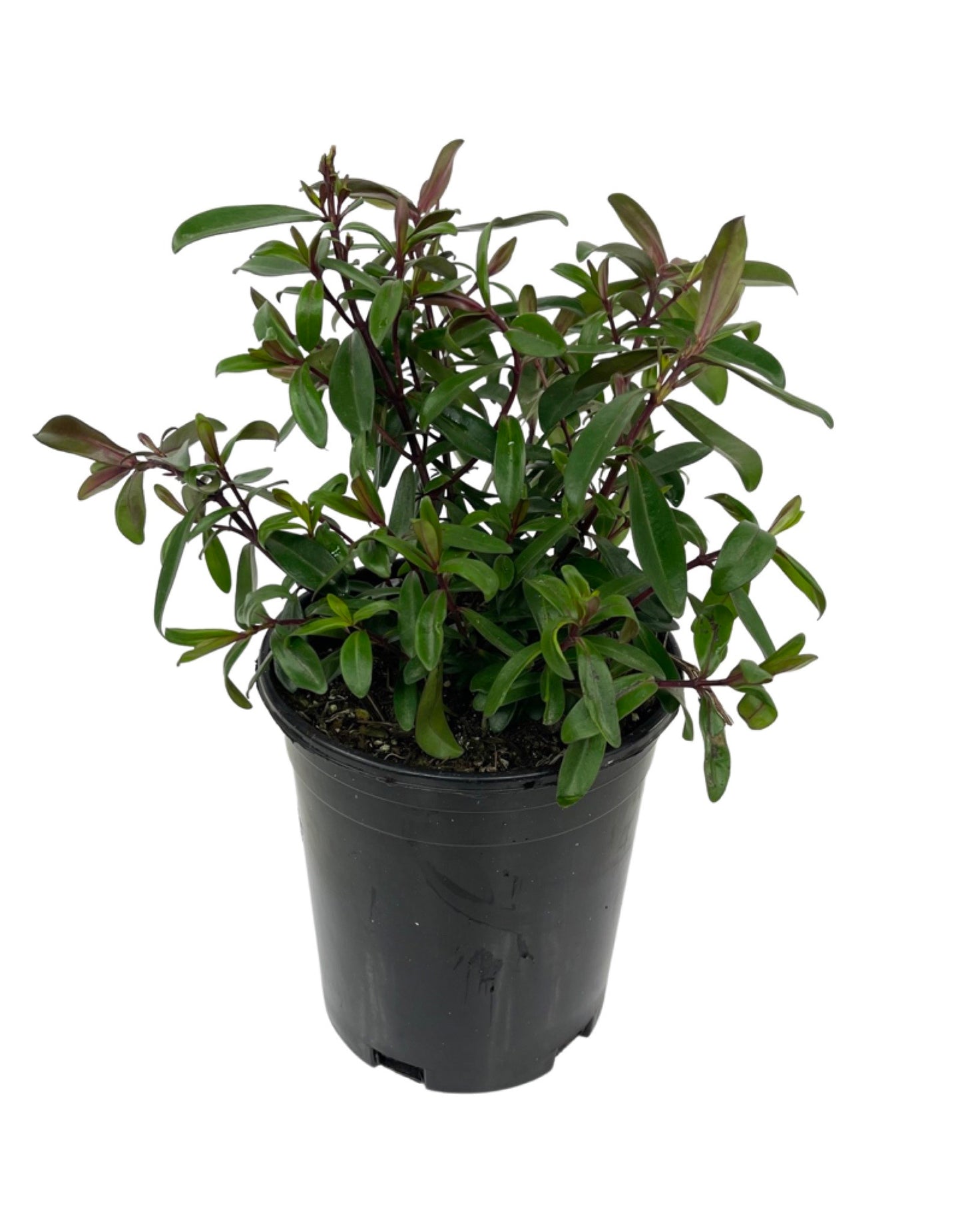 Hebe hybrid 'Wiri Blush'1 Gallon