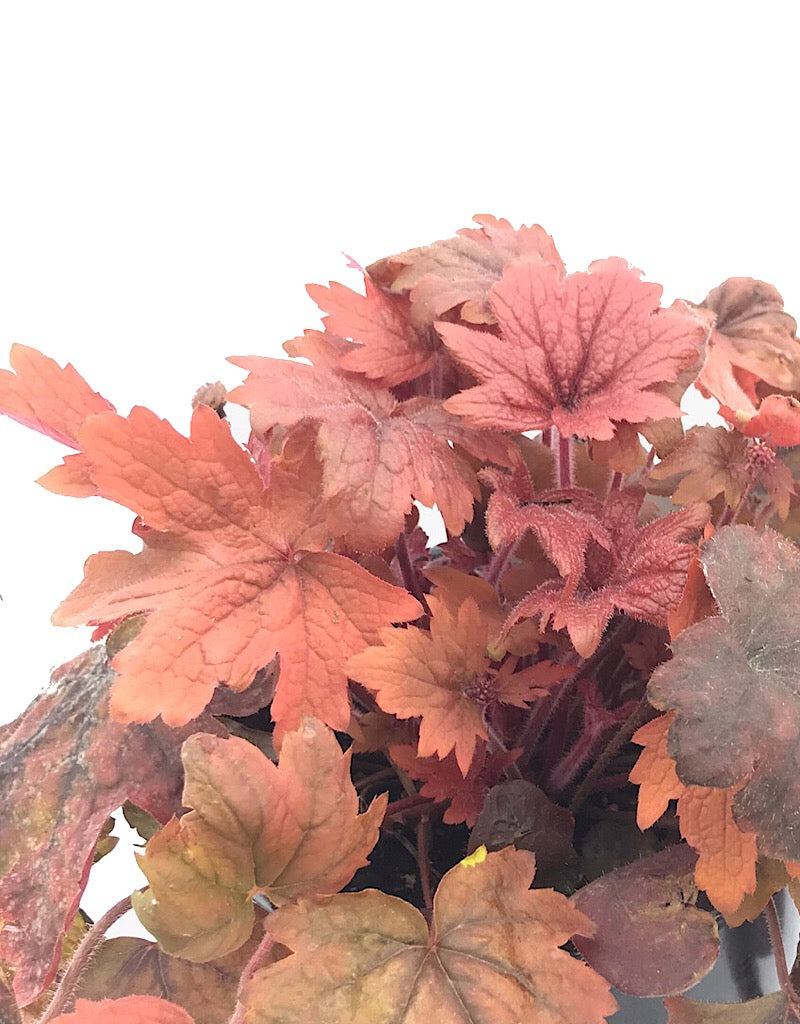 Heucherella 'Sweet Tea'- 1 gal