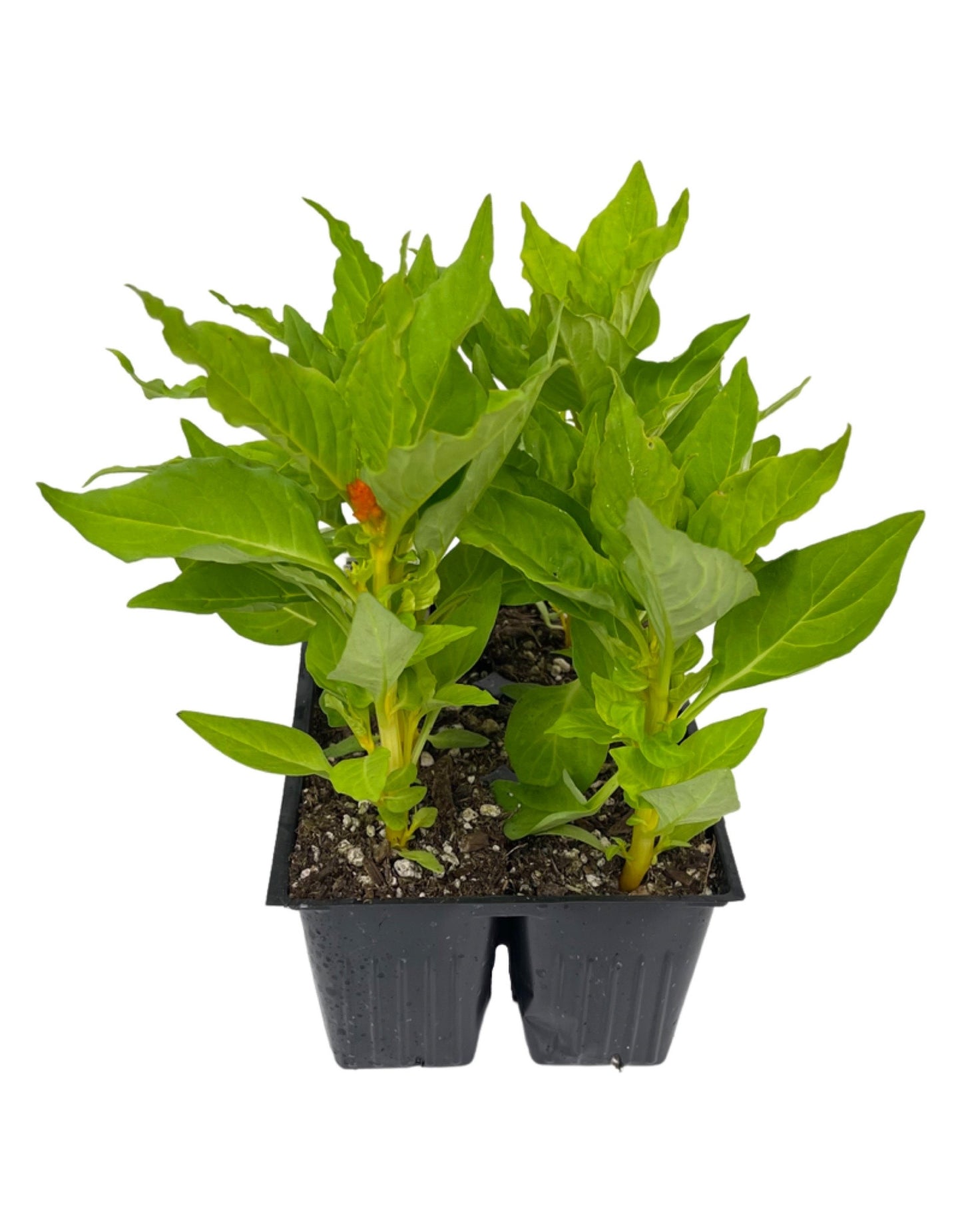 Celosia 'Geisha Mix' Jumbo Traypack - The Garden Corner