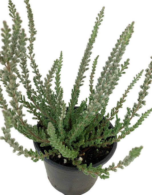 Calluna vulgaris 'Zilly' - The Garden Corner