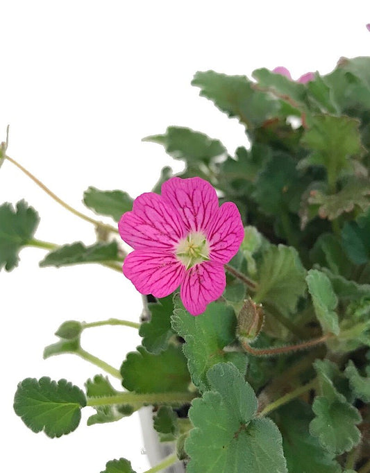 Erodium 'Bishop's Form' 4 inch - The Garden Corner
