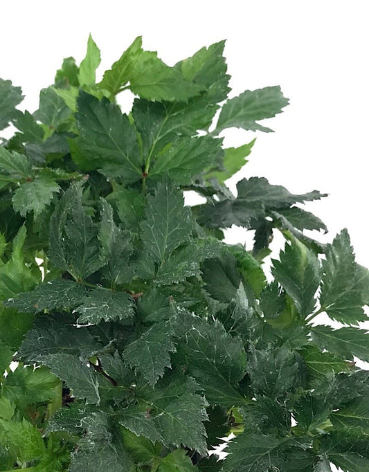 Astilbe 'Visions in White' 1 gal - The Garden Corner