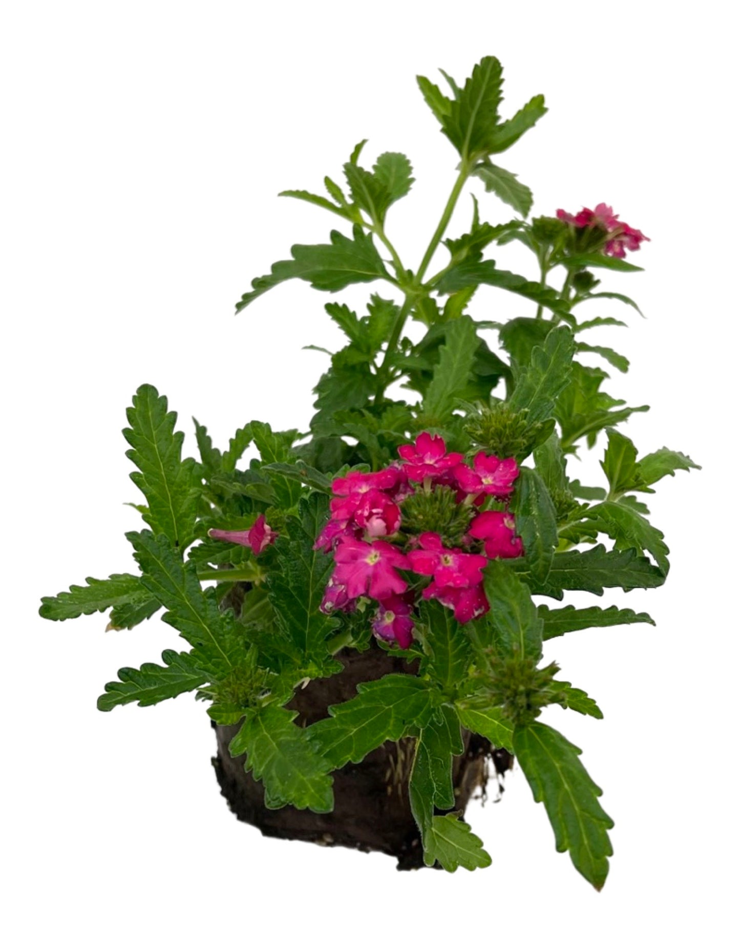 Verbena 'Lanai Deep Pink'