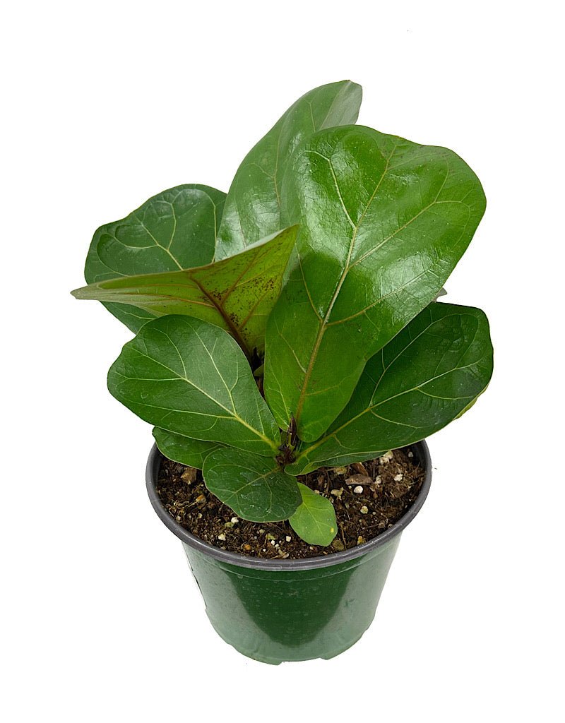 fiddle leaf fig in corner Ficus lyrata 'Little Sunshine' – The Garden Corner