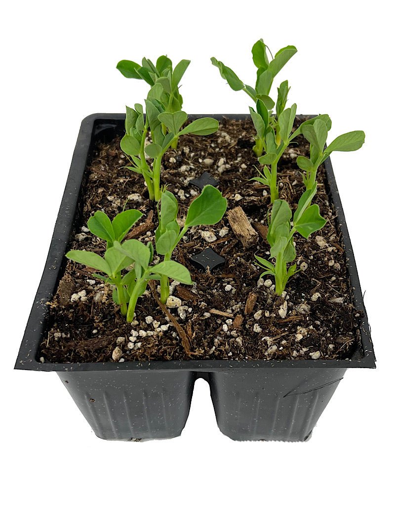 Peas Organic 'Sugar Sprint Snap Pea' - The Garden Corner