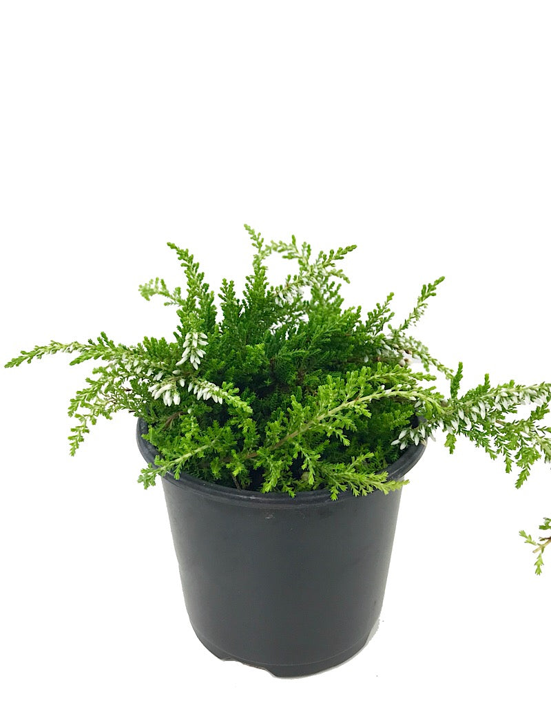 Calluna vulgaris 'Claire' 4 Inch