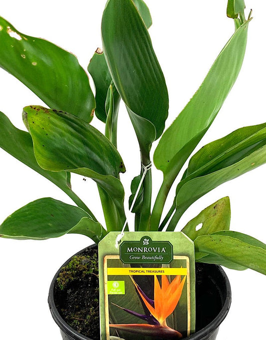 Strelitzia reginae 1 Gallon - The Garden Corner