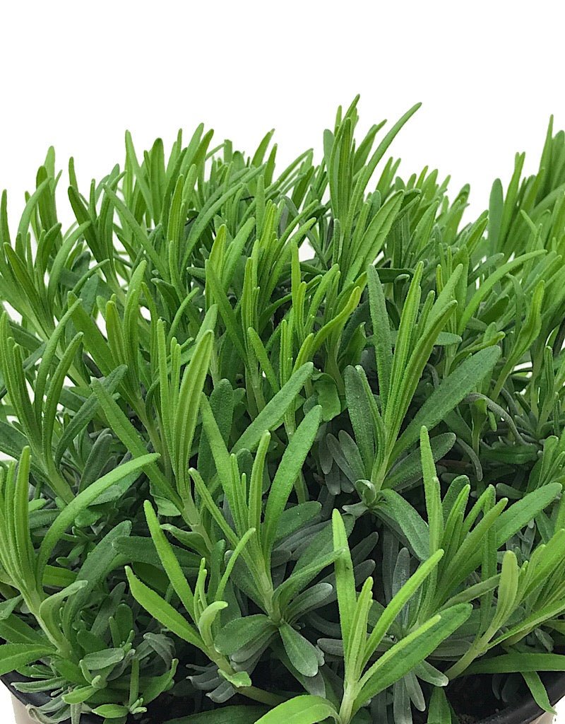 Lavandula angustifolia 'Betty's Blue' - The Garden Corner