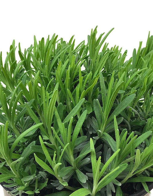 Lavandula angustifolia 'Betty's Blue' - The Garden Corner