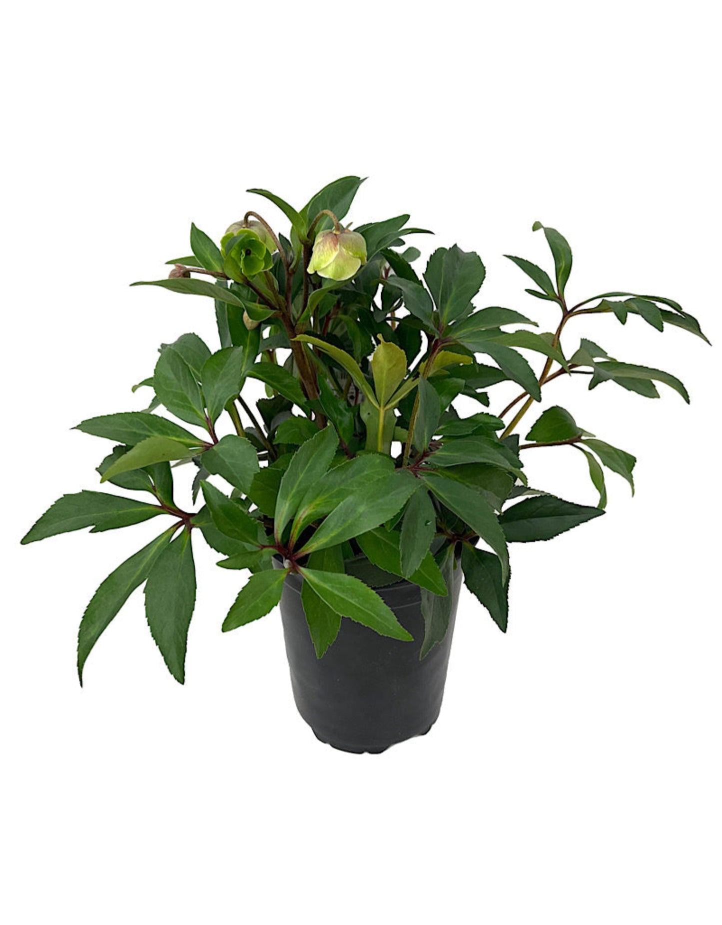 Helleborus x sahinii 'Winterbells' - The Garden Corner