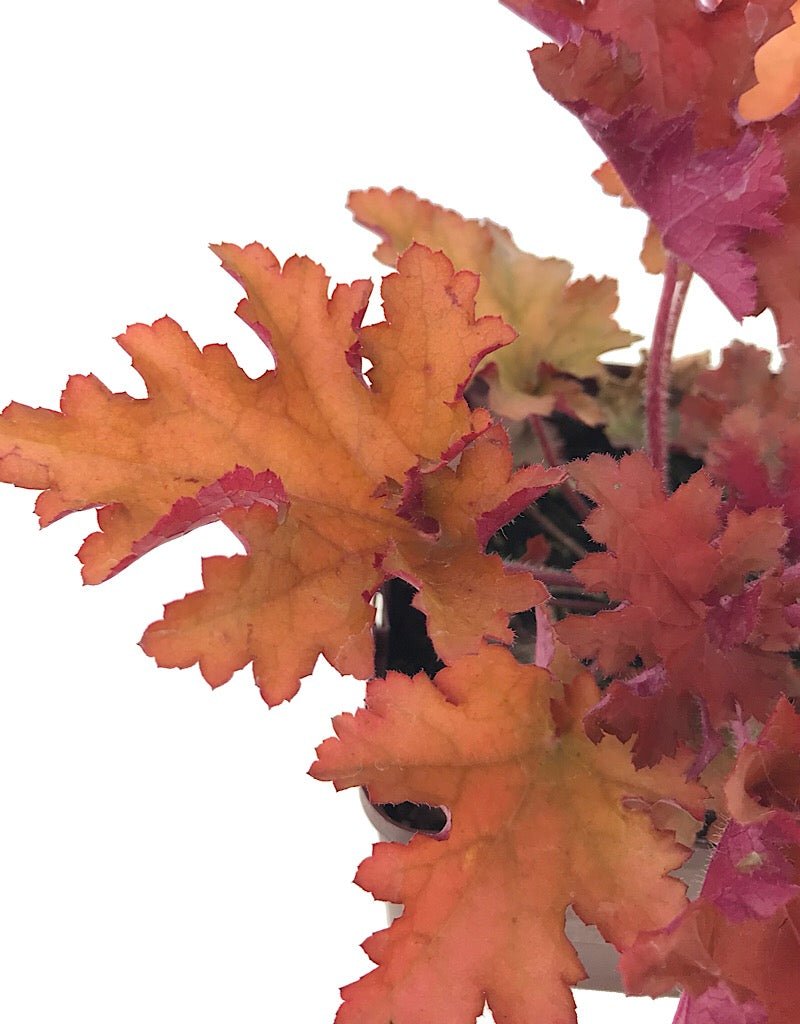 Heuchera 'Zipper' - The Garden Corner